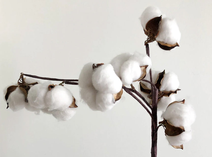 Why Organic Cotton?